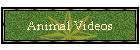 Animal Videos